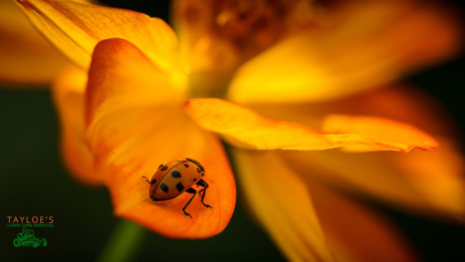 so many ladybugs