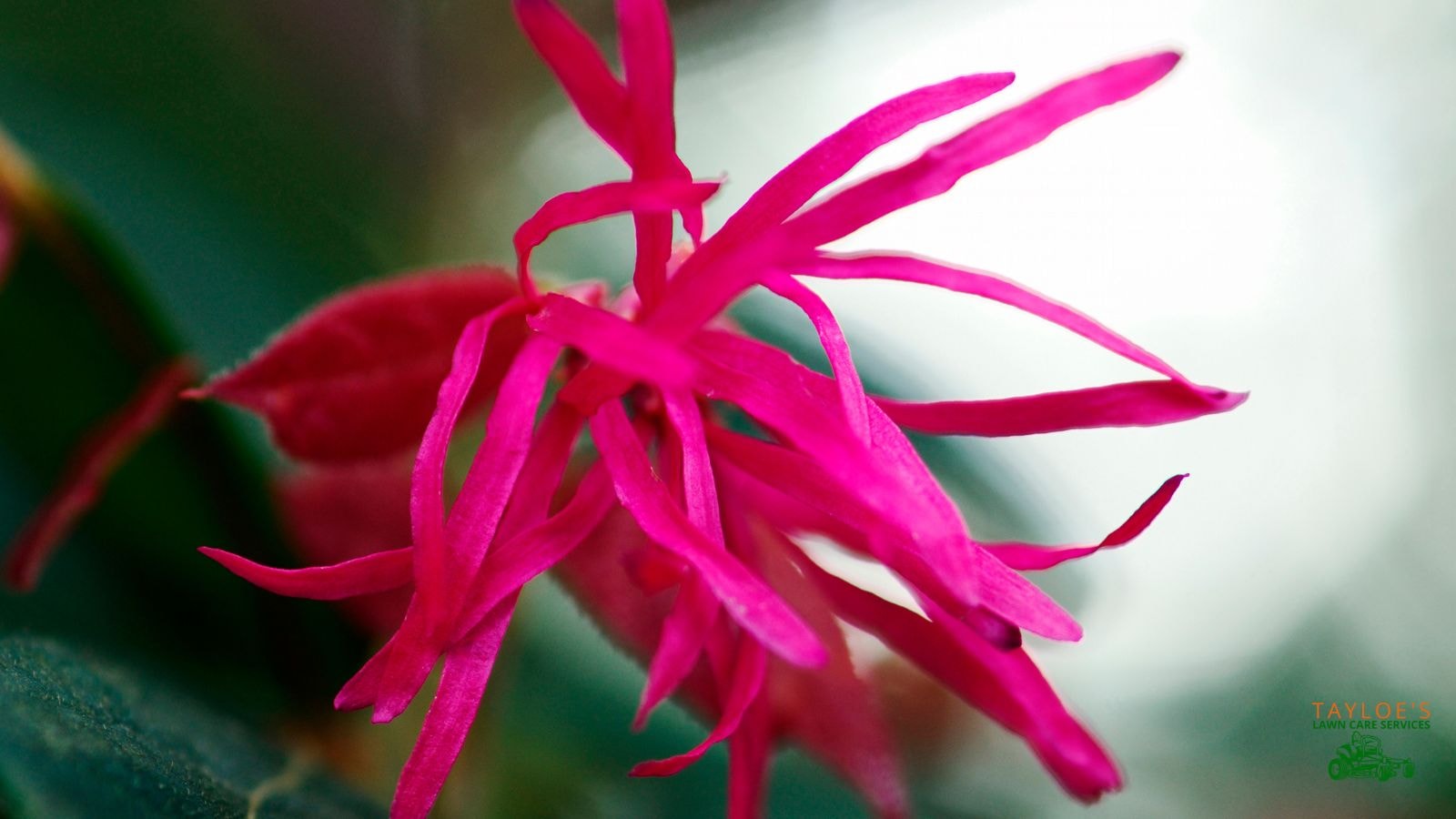 attractive flowers on loropetalum