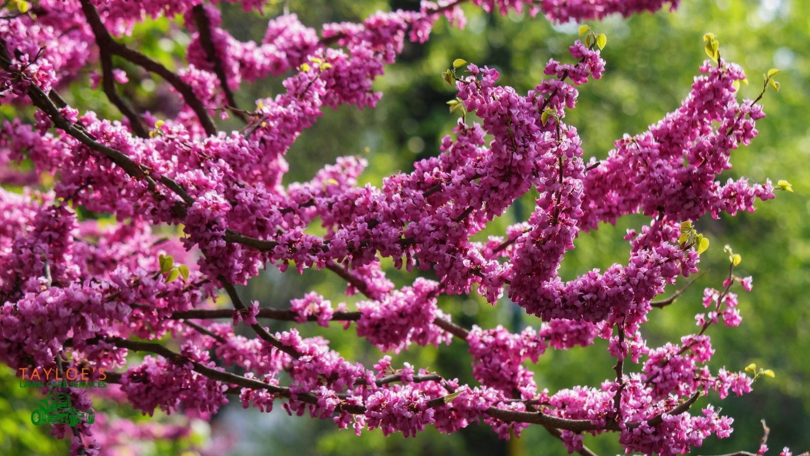 eastern redbud tree