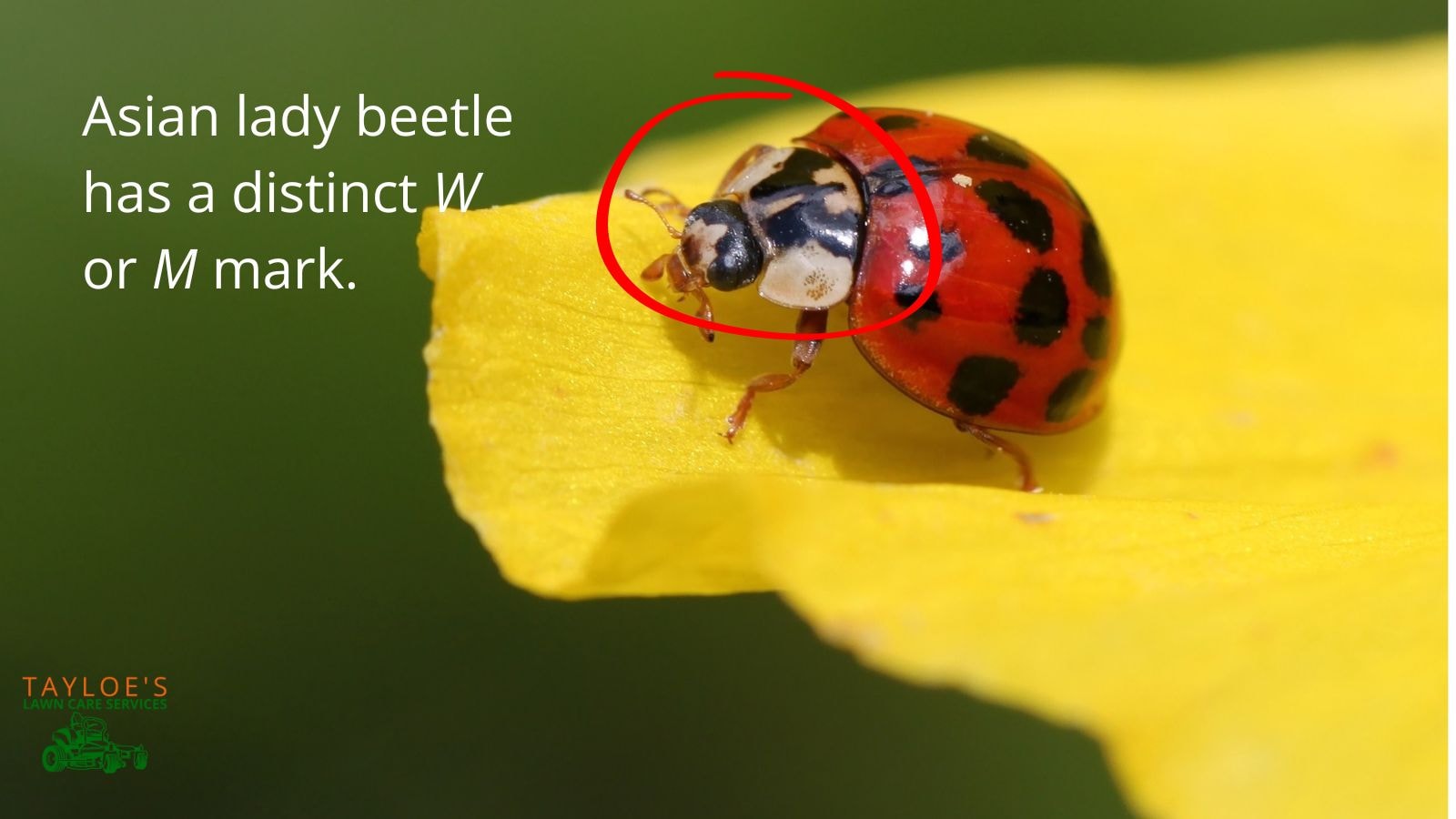 Asian lady beetle