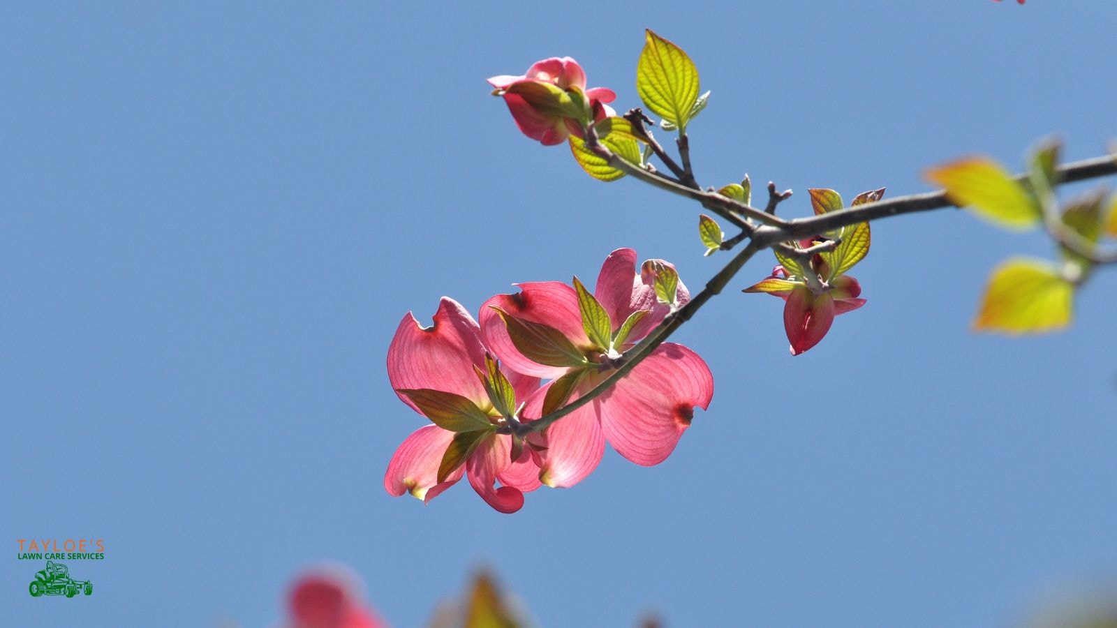 dogwood tree with pink flowers