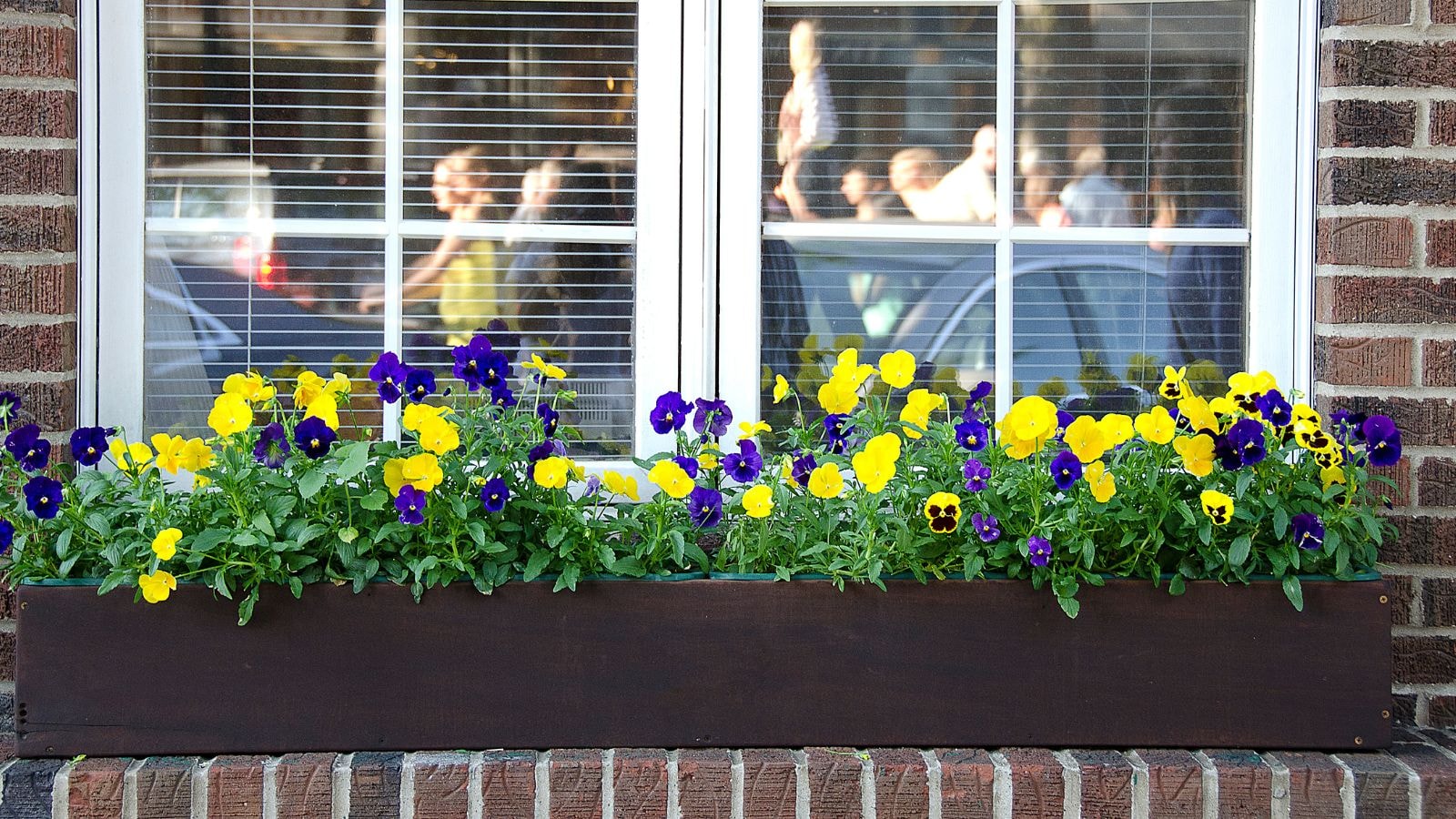 pansies in a window box