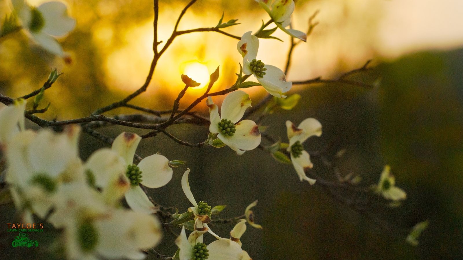 Flower bracts are modifed leaves