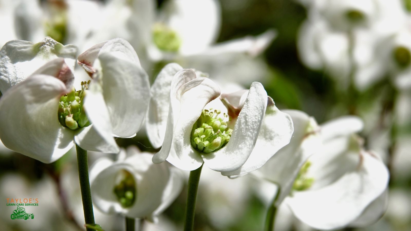 flowering dogwood trees