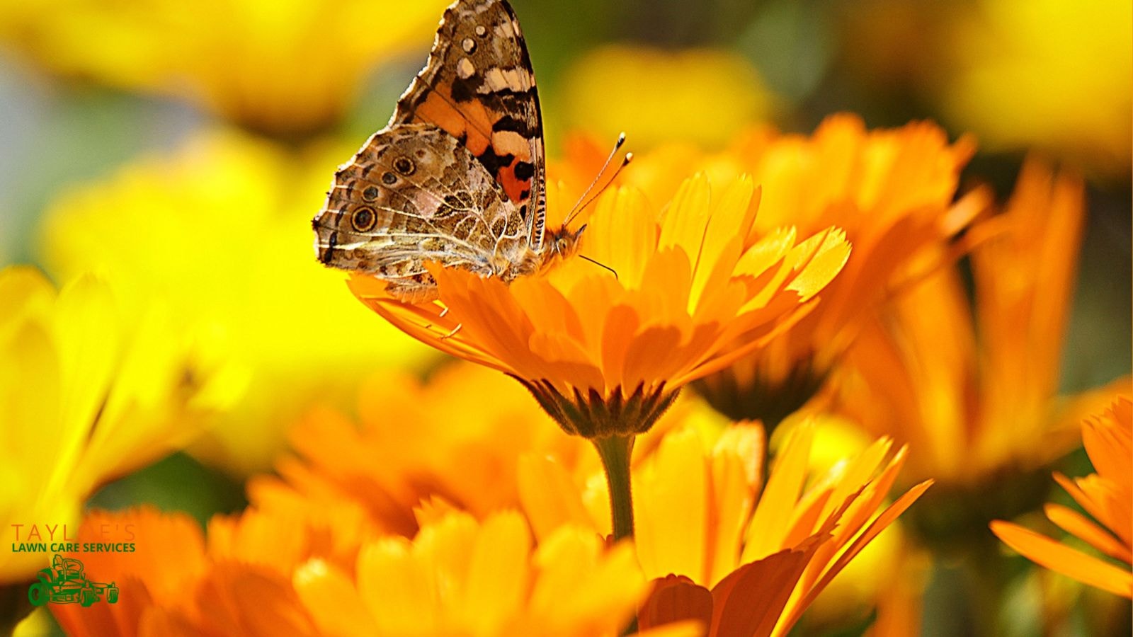 Repot from a nursery or grow from calendula seeds