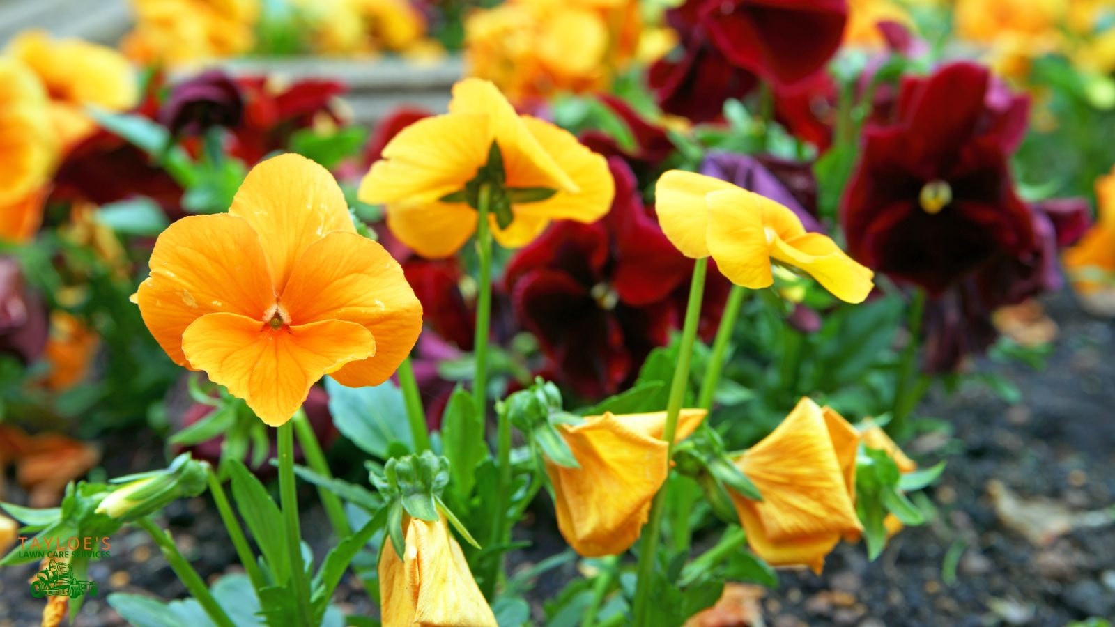 planting pansies tips