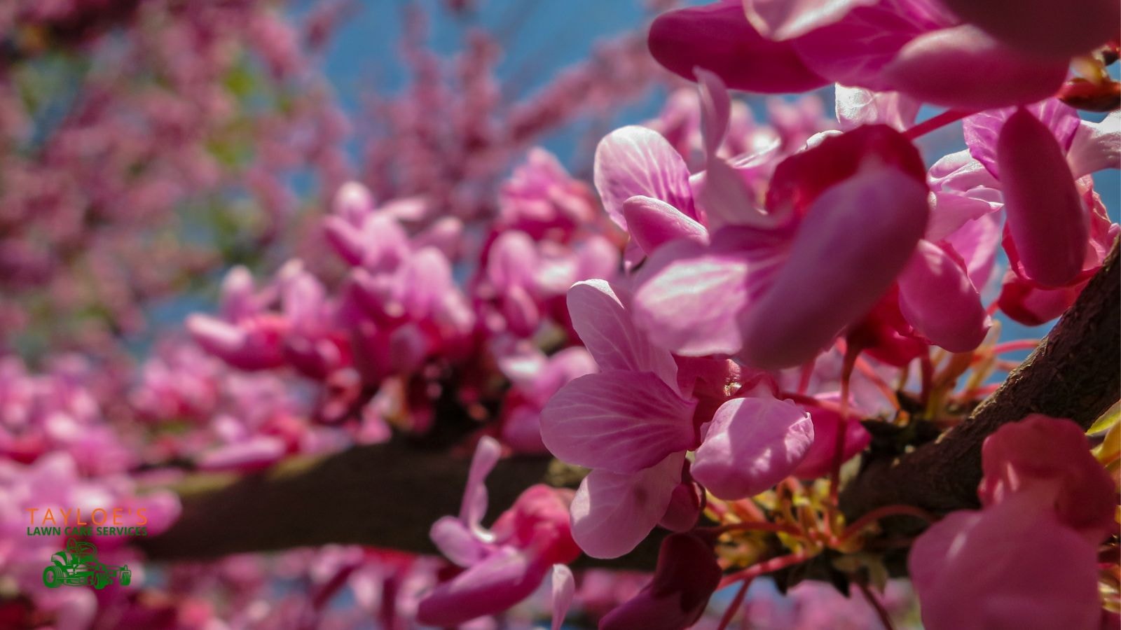 redbud flowers