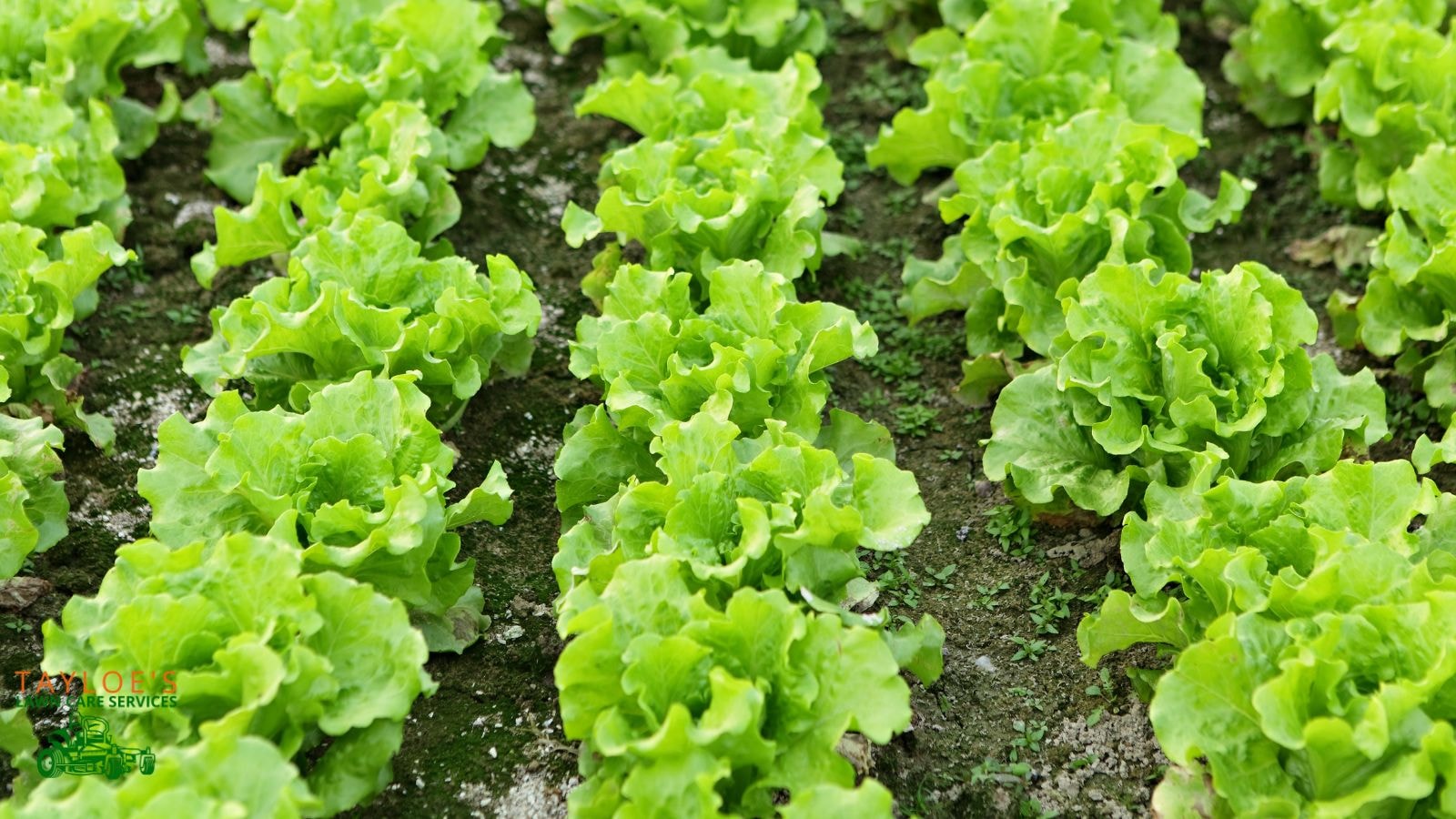 leaf lettuce