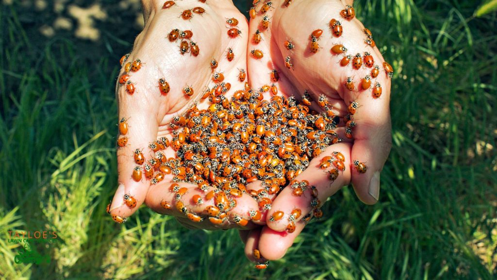 ladybugs in the fall