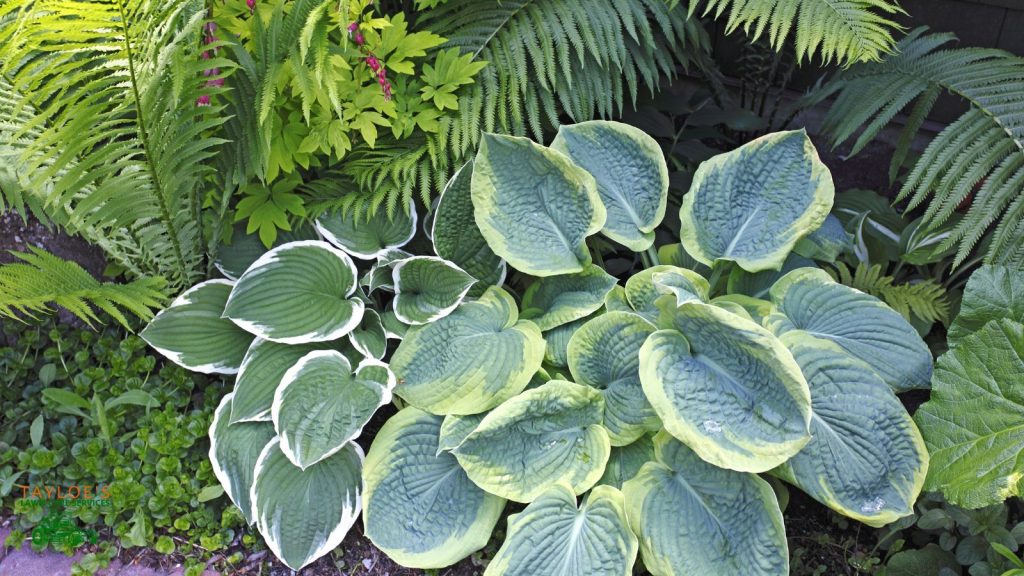 hosta for shade