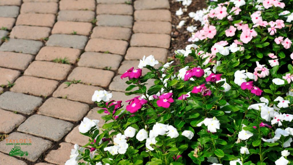 impatiens shade annuals