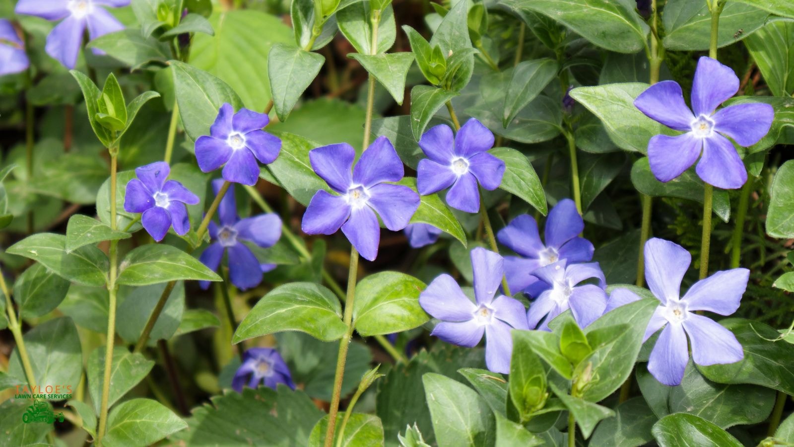 vinca minor