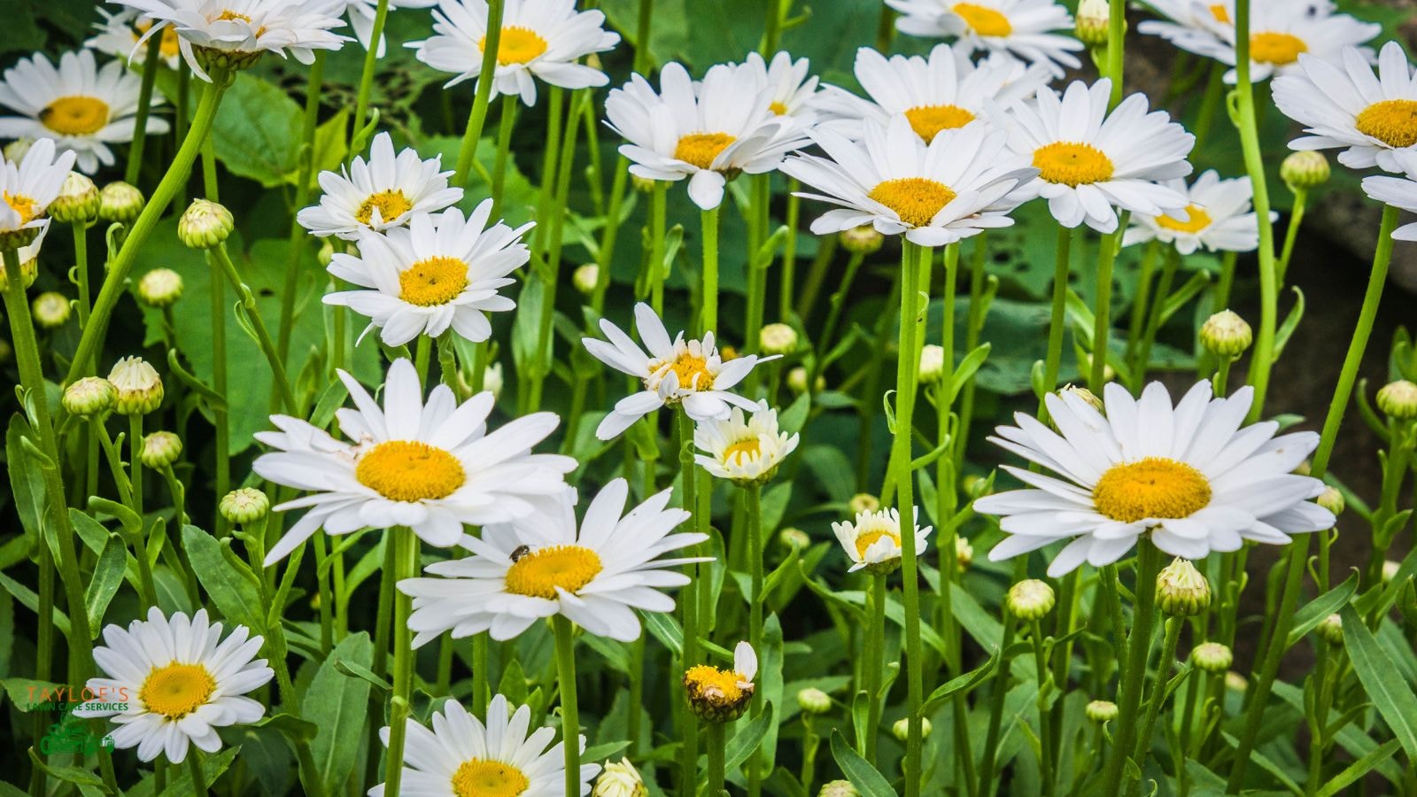 shasta daisies