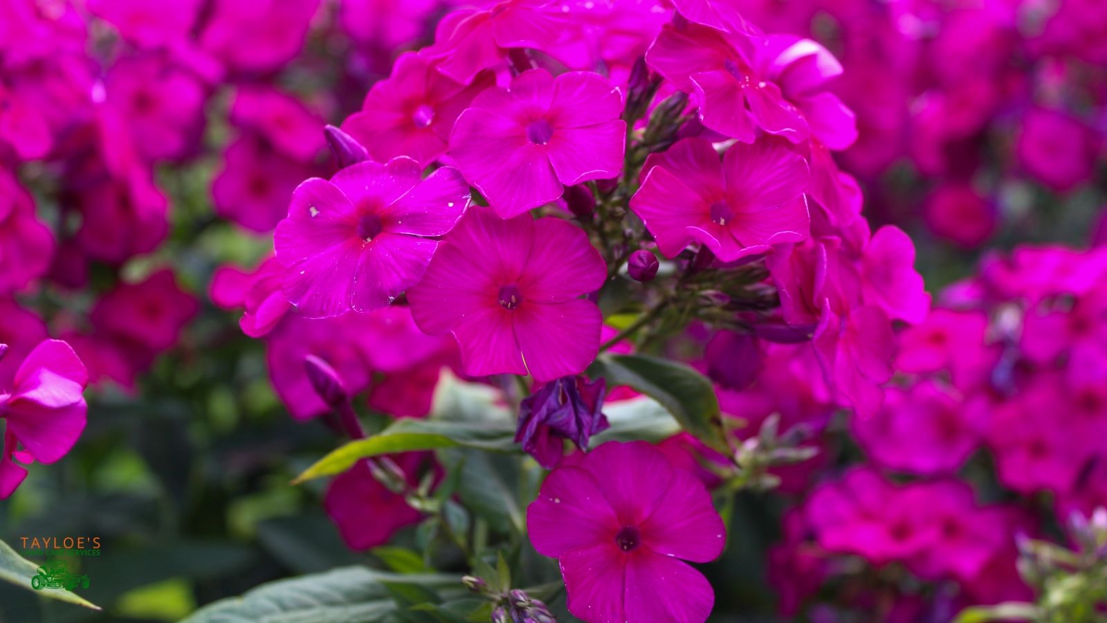 phlox