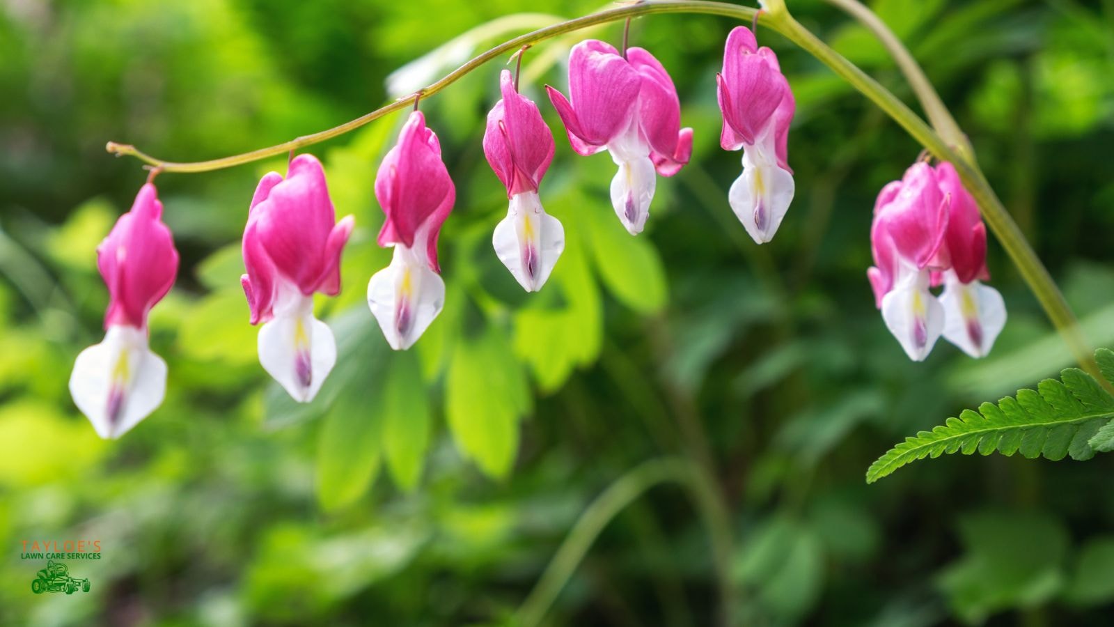 bleeding heart