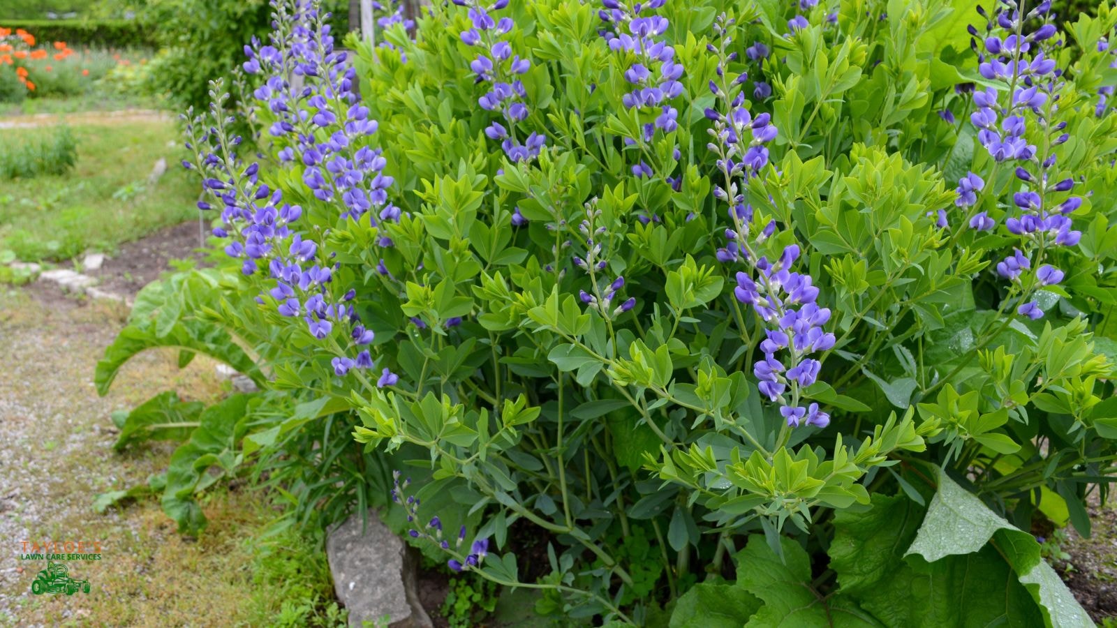 baptisia spp false indigo