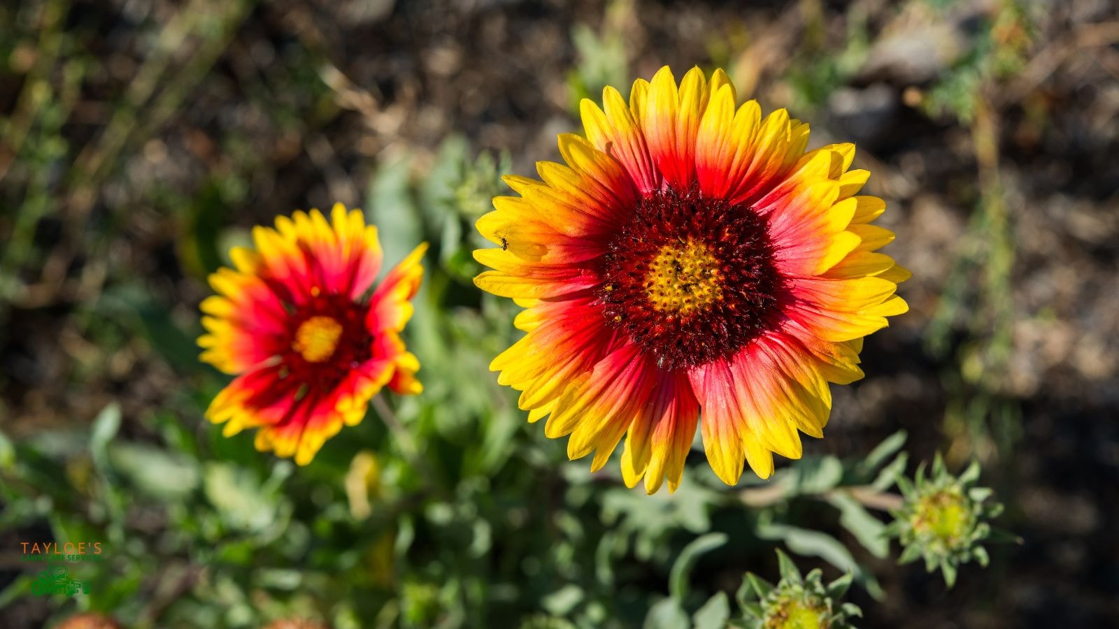 blanket flower