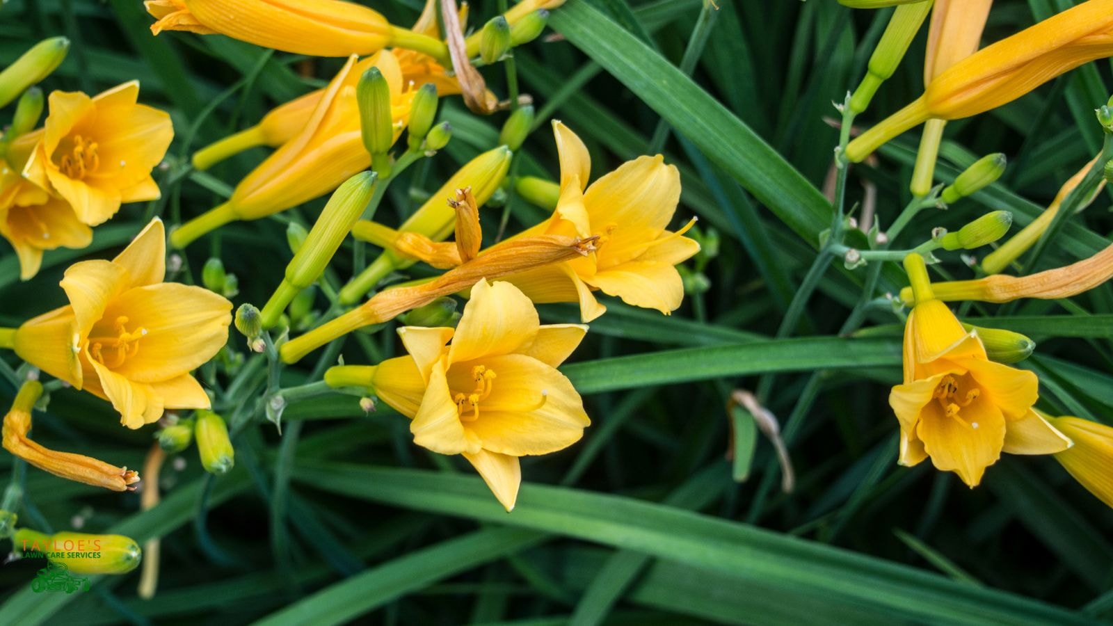 daylilies