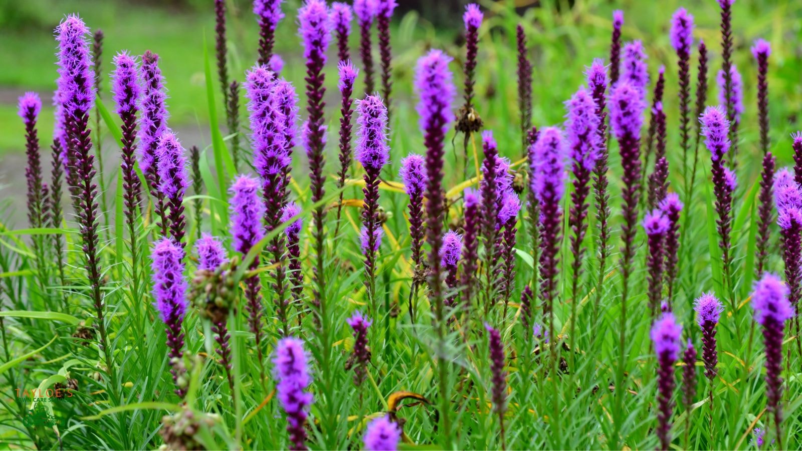 Blazing Star (Liatris spp.)