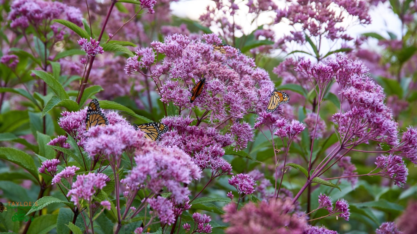 joe pye weed