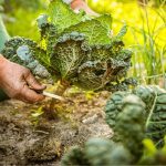 gardening in october