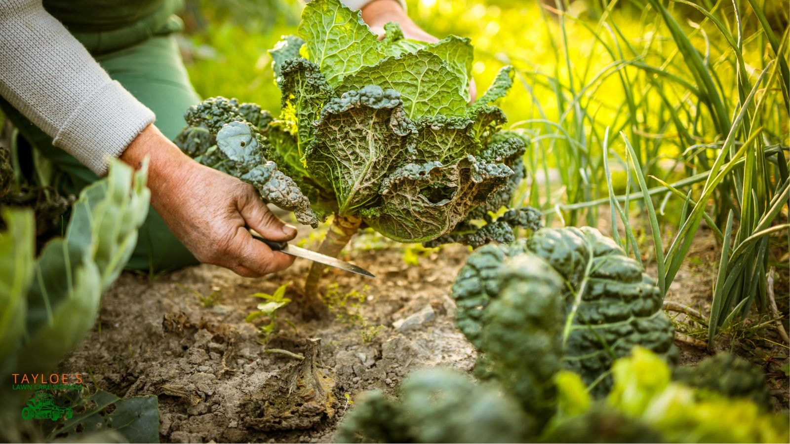 gardening in october