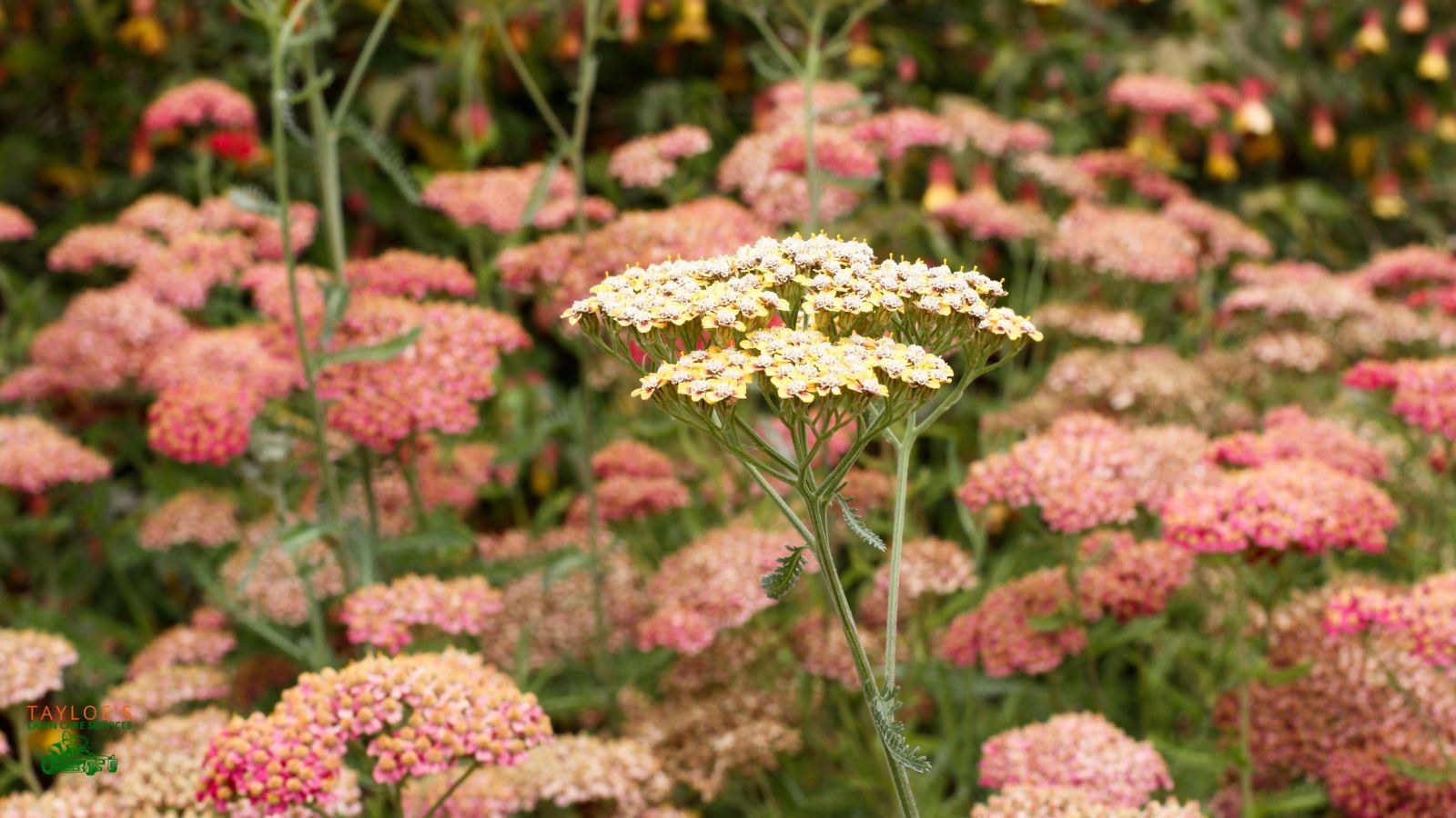 yarrow