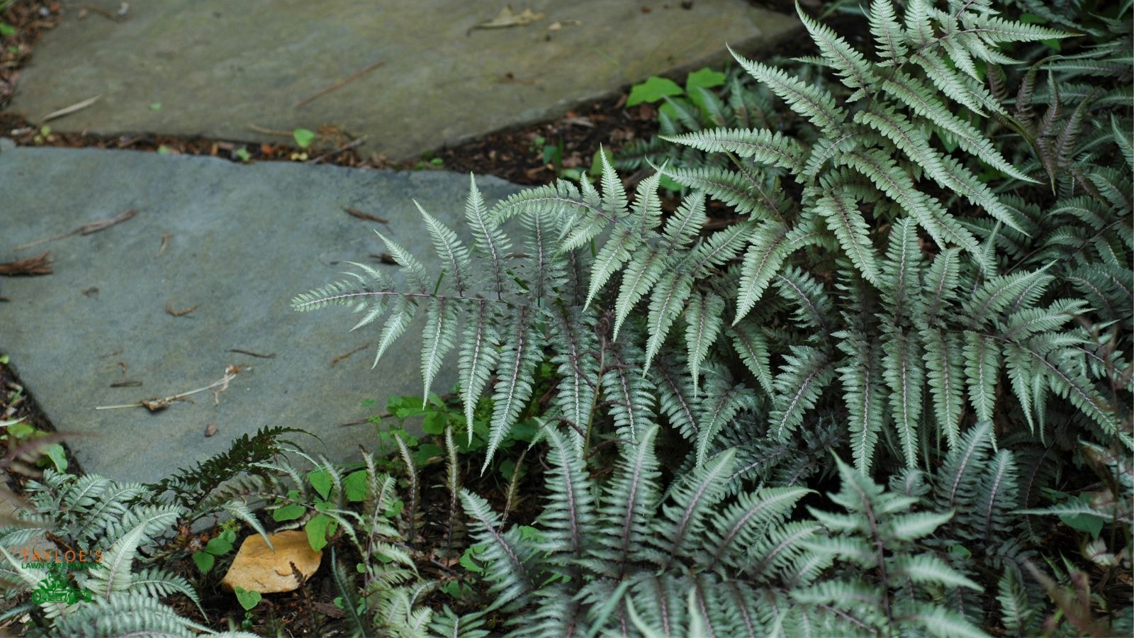 japanese painted fern