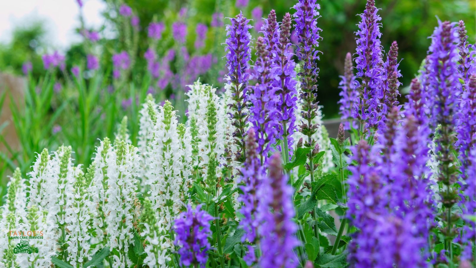 salvia low maintenance perennials