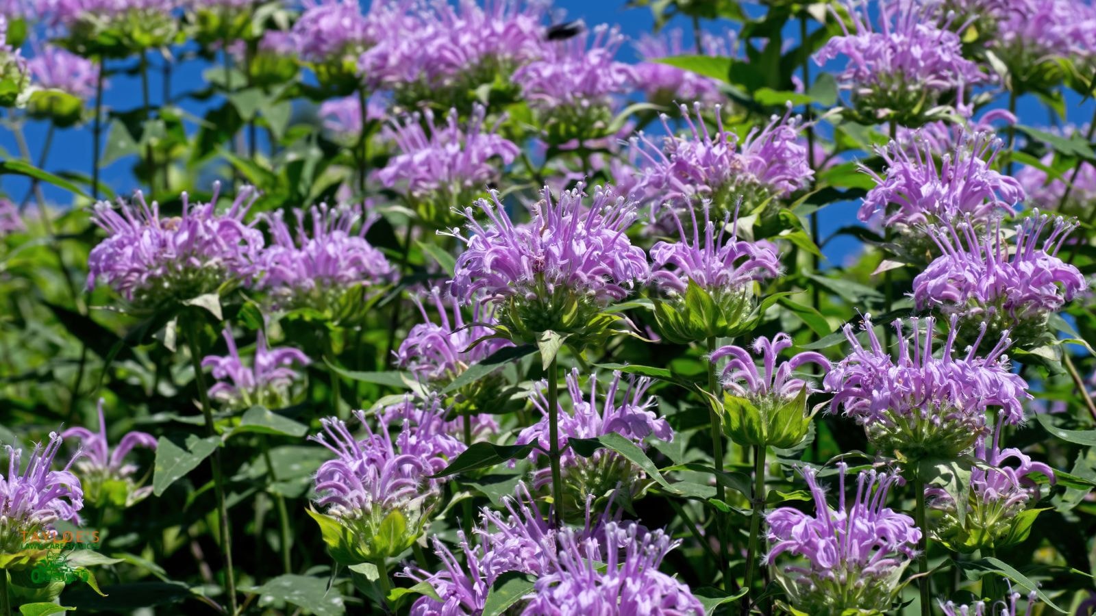 bee balm