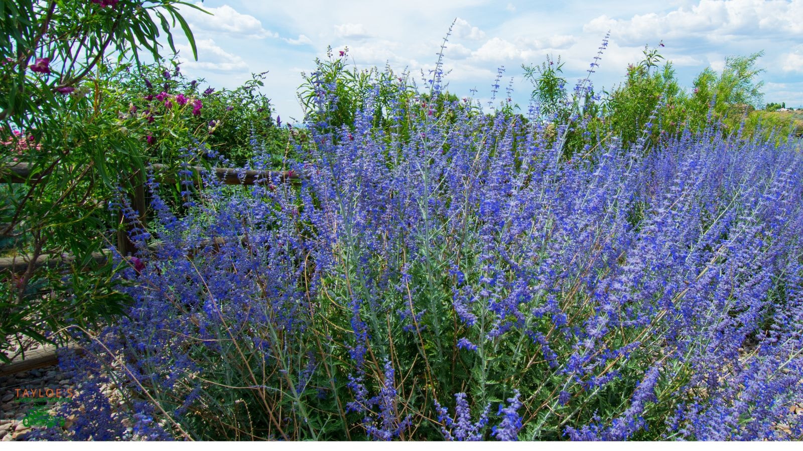 russian sage