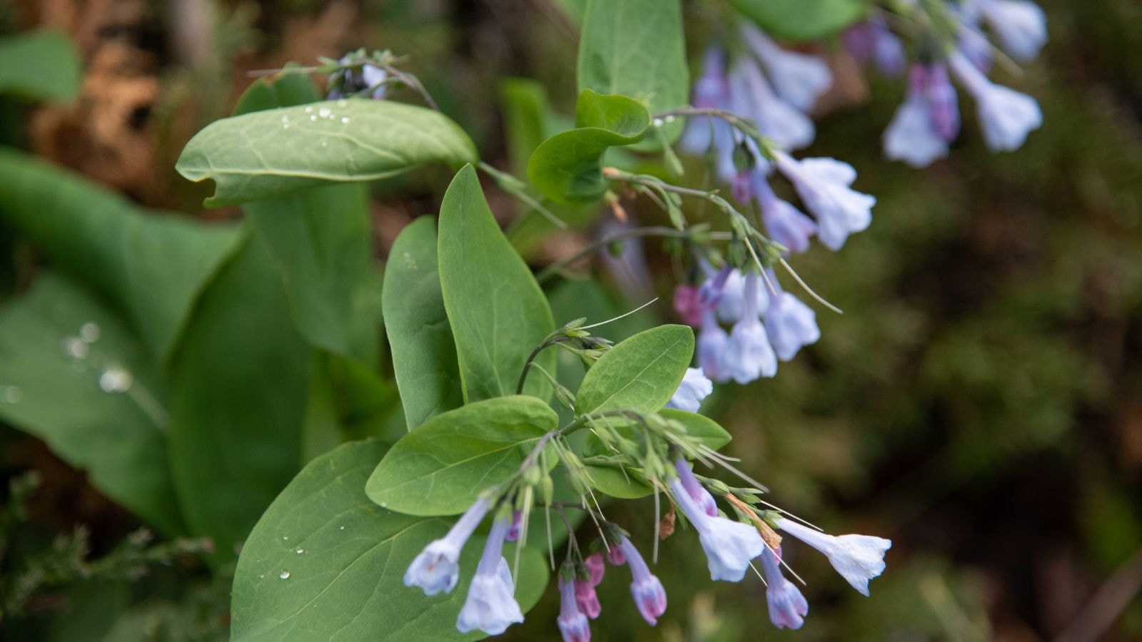 bluebells