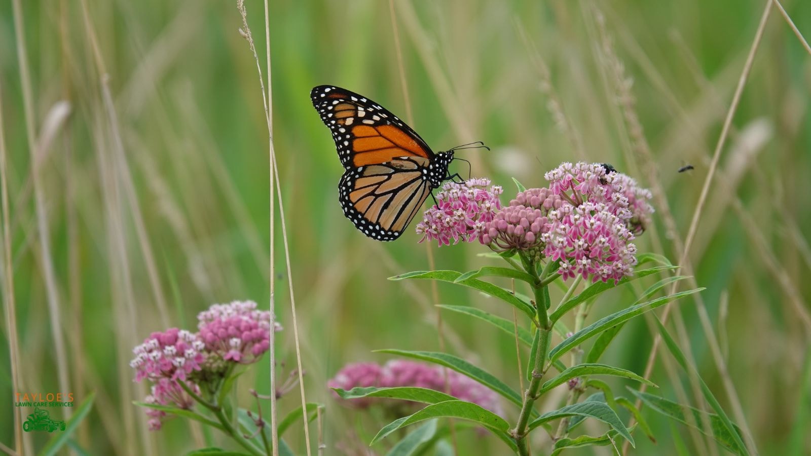 milkweed