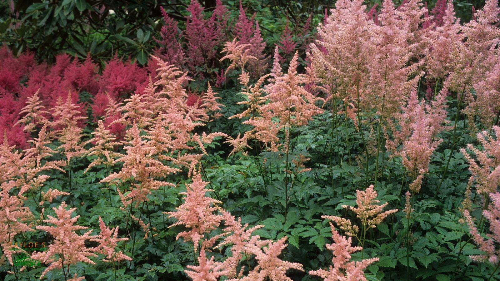 astilbe