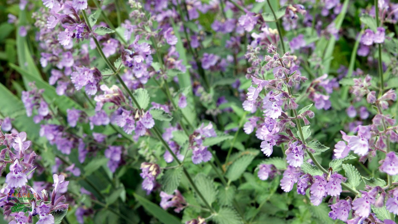 catmint