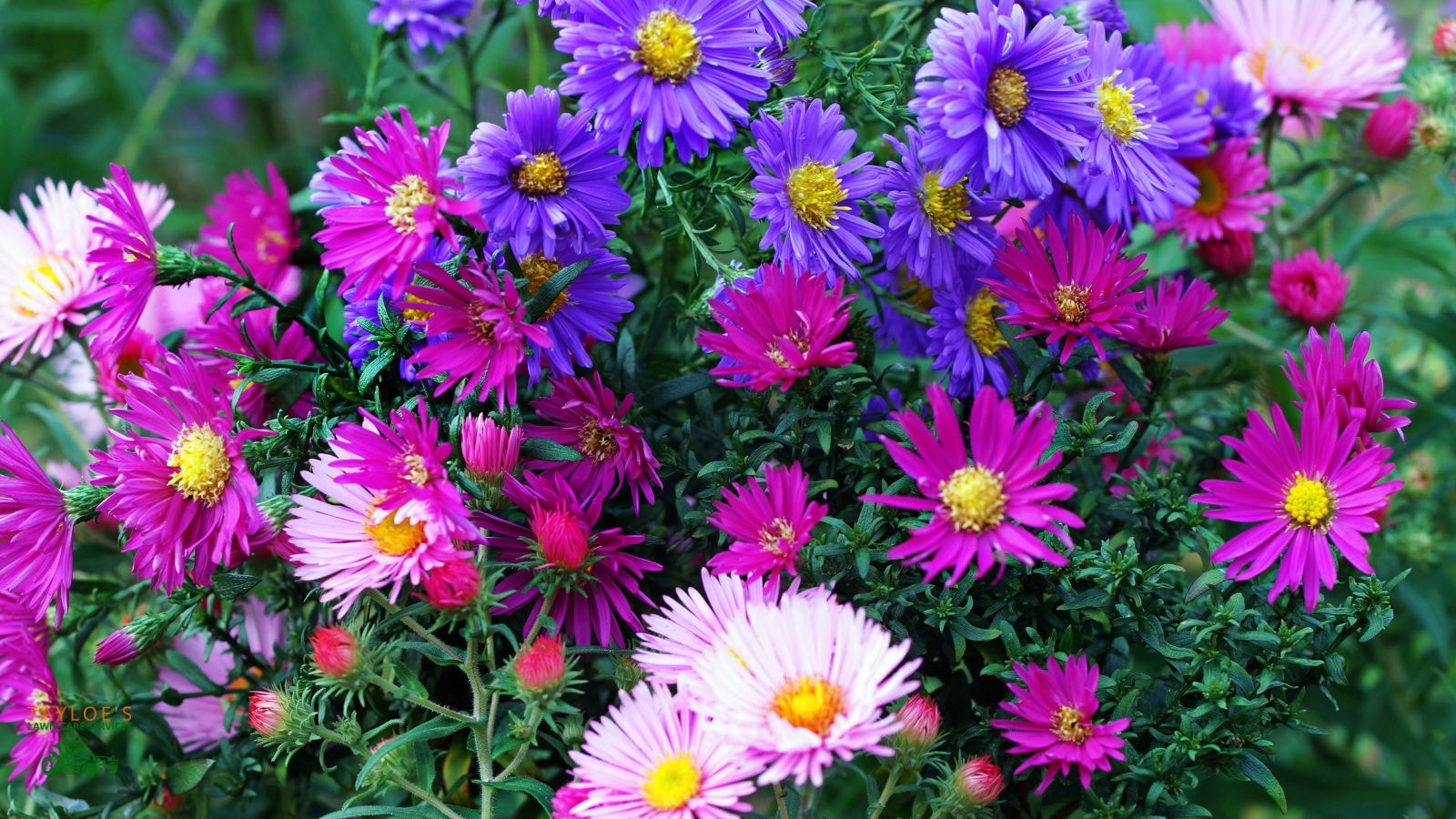 Aster low maintenance perennial plants