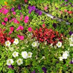 full sun annuals