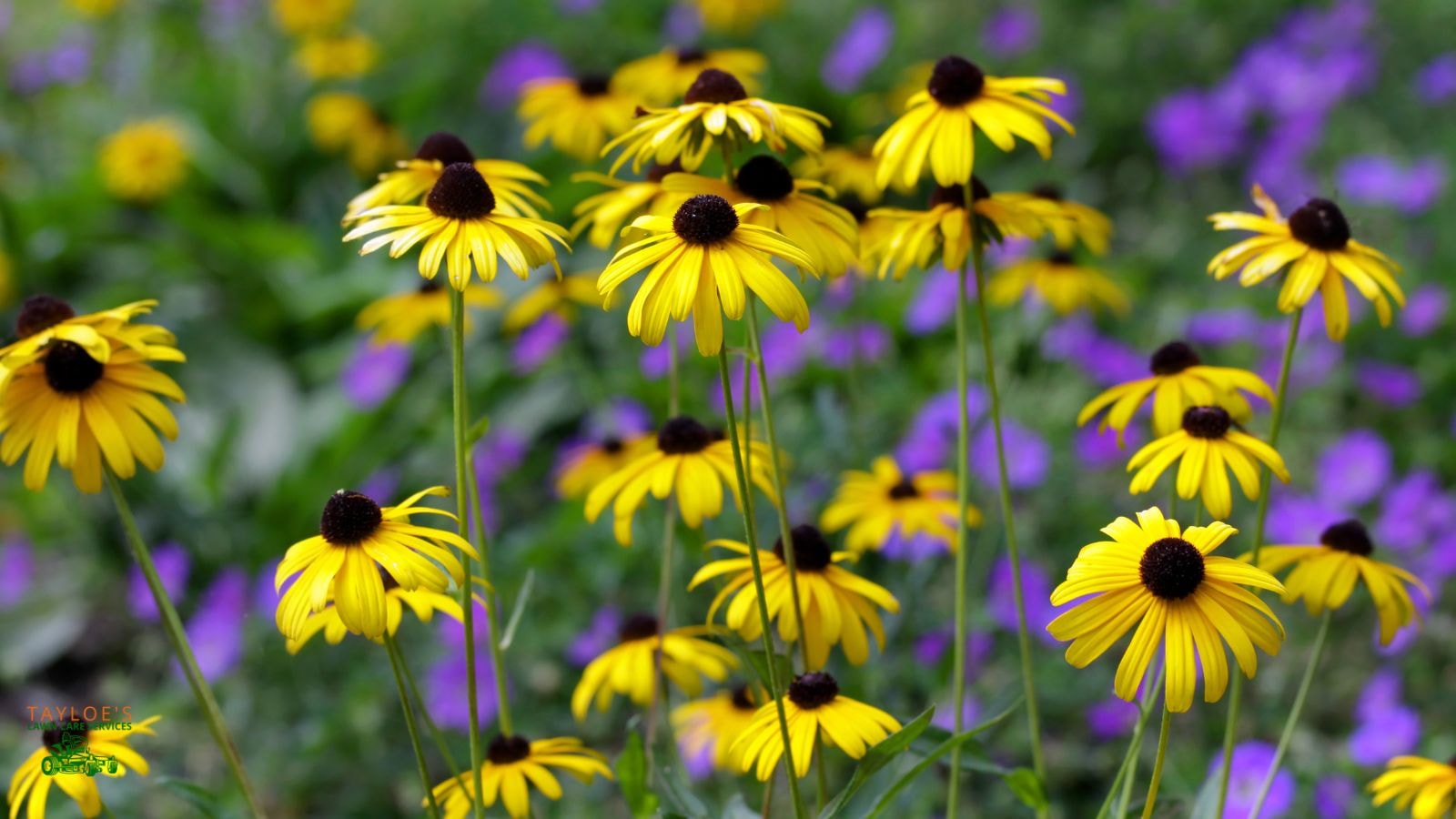 Black-Eyed Susan (Rudbeckia)