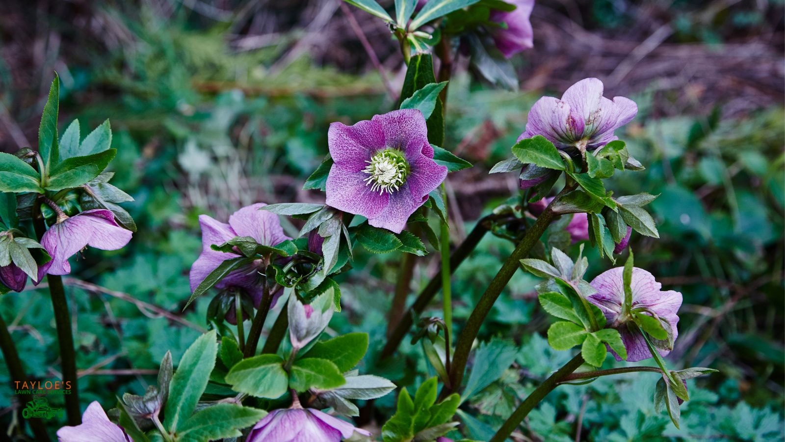 hellebore