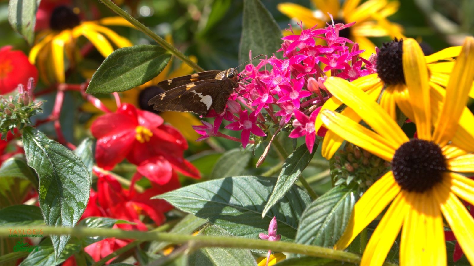 low maintenance perennials