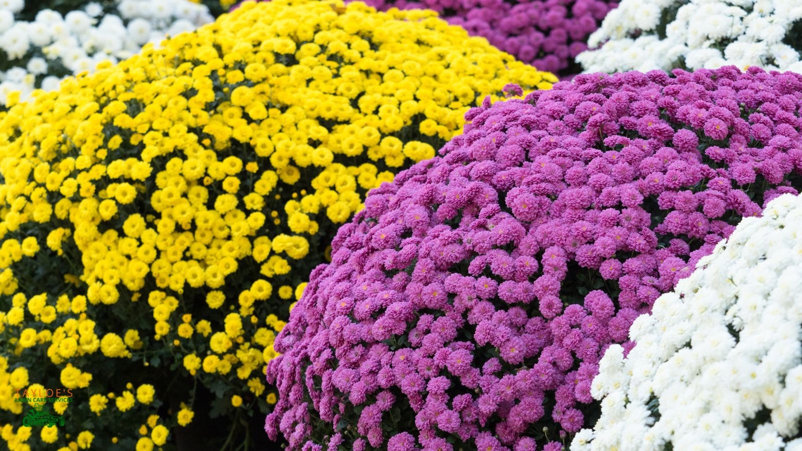 crysanthemum for early fall