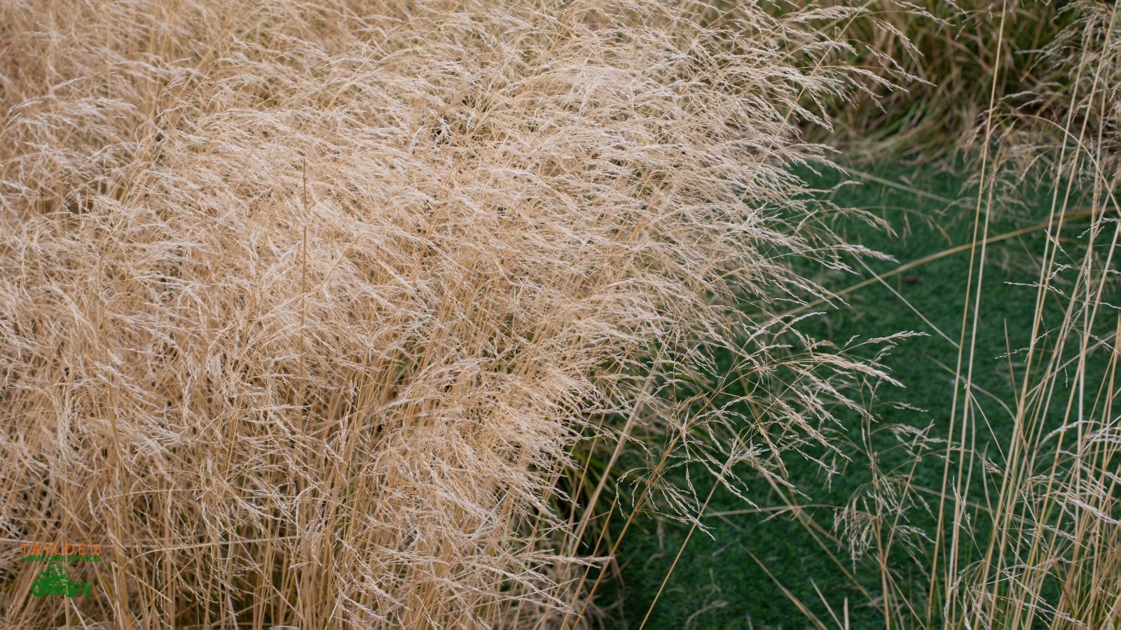 tufted hair ornamental grasses low-maintenance perennials