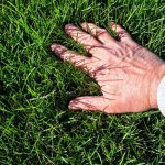 lawn care & maintenance services