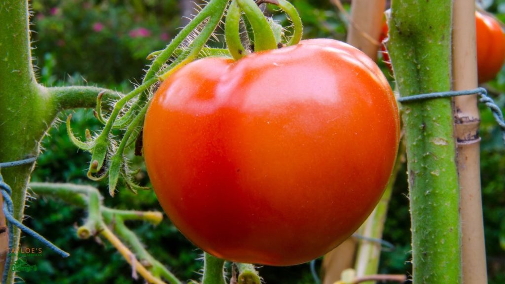 determinate vs indeterminate tomatoes