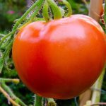 determinate vs indeterminate tomatoes