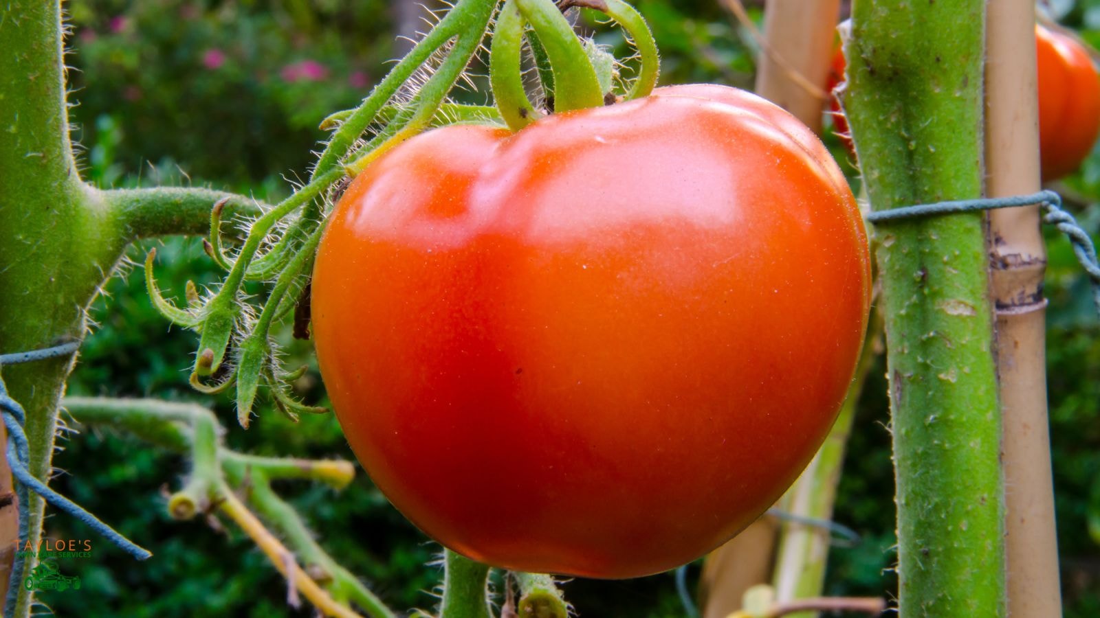 determinate vs indeterminate tomatoes