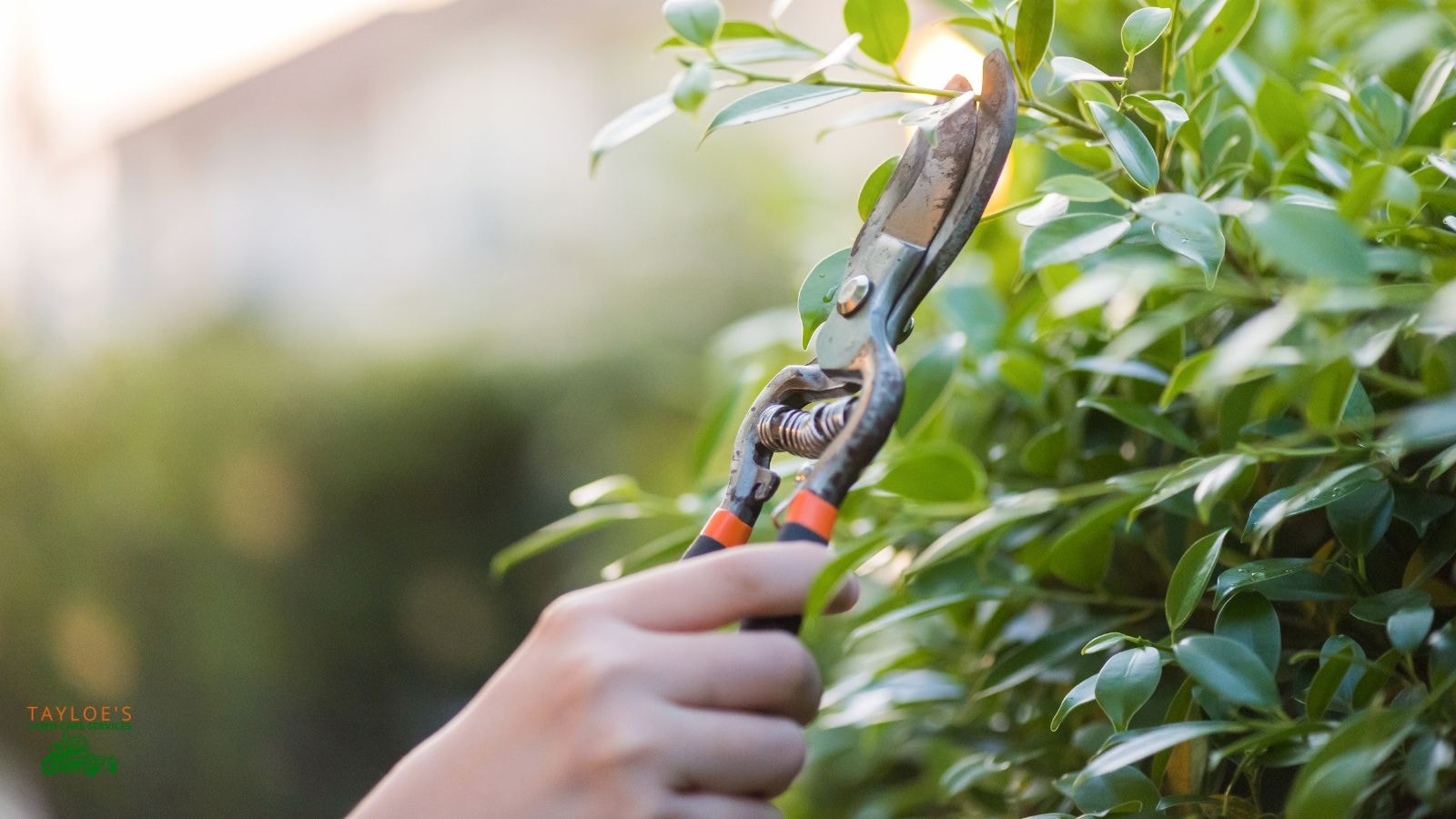 disinfect gardening tools