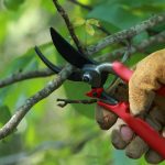 disinfect pruning shears