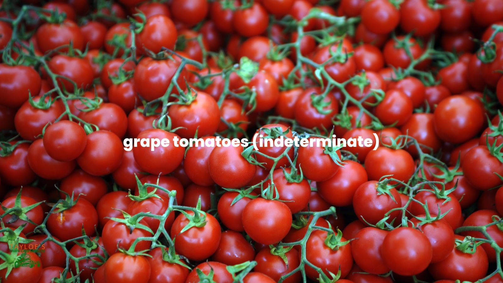 Indeterminate tomatoes: Grape tomato, fresh from vine