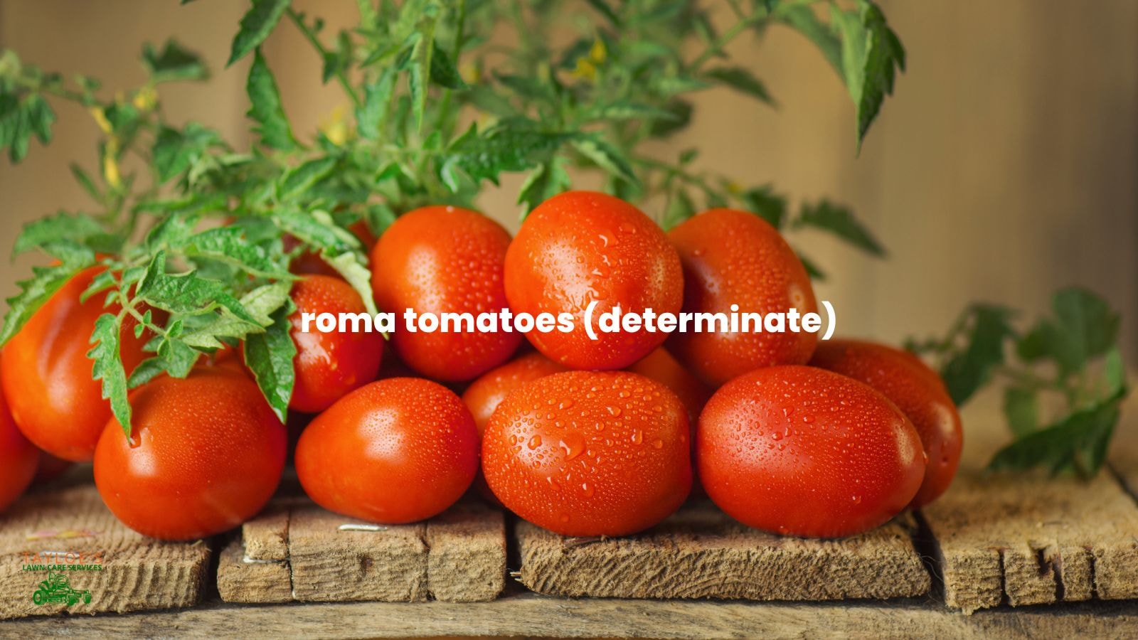 Determinate varieties: Roma for canning sauce